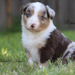 Rascal - Red merle male Australian Shepherd puppy in Ceres, California from Knight's Aussies