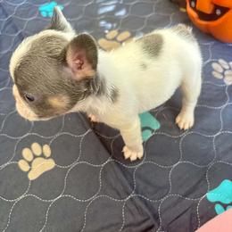 Lilac pied male - White and brindle male French Bulldog puppy in Tuscaloosa, Alabama from J & J classic frenchies