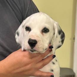 Risk - White and black male Dalmatian puppy in New Jersey from Prestige Dalmatians