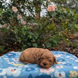 Biscuit - Red male Cavapoo puppy in Mc Ewen, Tennessee from Spencer's "lil" Cavapoos & Bernedoodles