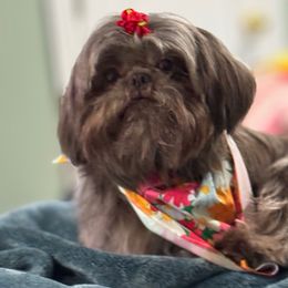 Peanut - Shih Tzu