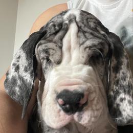 Blue Collar Male - Merle male Great Dane puppy in Northeast, Pennsylvania from Bluestone Valley Great Danes
