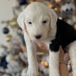 Pink collar female - Sheepadoodle puppy from Luv My Doodle