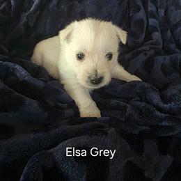 3rd Pick Male - White male West Highland White Terrier puppy in Mayo, Florida from Carrot Tails LLC