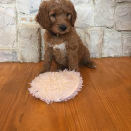 Cavapoo and Goldendoodle Puppies from Safari Doodles