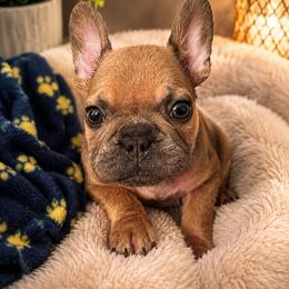 Gizmo - Blue fawn male French Bulldog puppy in Largo, Florida from Mosaic French Bulldogs