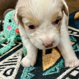 Castle - Red merle male Australian Shepherd puppy in Alamogordo, New Mexico from Two Nichols Aussies