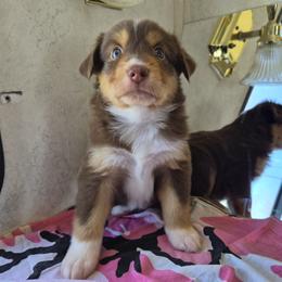 Shorty - Red tri-color male Miniature American Shepherd puppy in Marshfield, Missouri from Tntowne Miniature American Shepherds