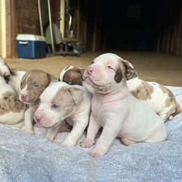 American Bully Puppies from High Top Kennels