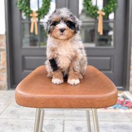 Navy - Blue merle female Bernedoodle puppy in Cookeville, Tennessee from Gravelle Family Farm