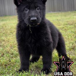 Red Girl - Juliet - Black female German Shepherd puppy in Purdon, Texas from TEXAS DDR GSD