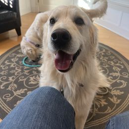 Quigley - Golden Retriever