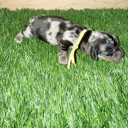 Yellow Dapple Girl - Dapple female Dachshund puppy in Apopka, Florida from The HotDog Stand