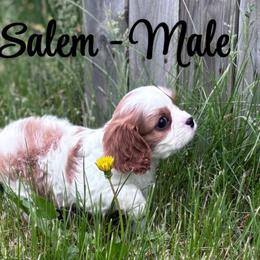 Salem - Blenheim male Cavalier King Charles Spaniel puppy in North Smithfield, Rhode Island from Thundermist Cavaliers