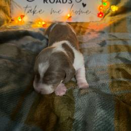 Tripp - Fawn (isabella) and tan male Dachshund puppy in Erie, Michigan from Champagne’s Grinch Toe’d Dachshunds