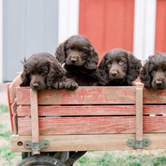 Boykin Spaniel Puppies from Bayhill Boykins