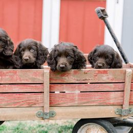 Boykin Spaniel Puppies from Bayhill Boykins