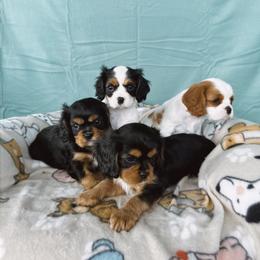 Cavalier King Charles Spaniel Puppies from Veach Cavaliers & Farm