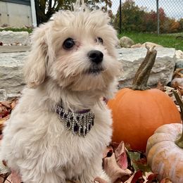 Assorted Doodle Crosses puppies from Petite Joie Puppies