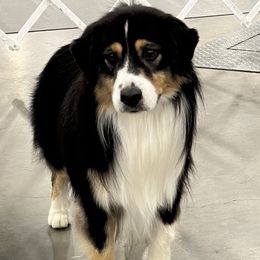 Maka - Miniature American Shepherd