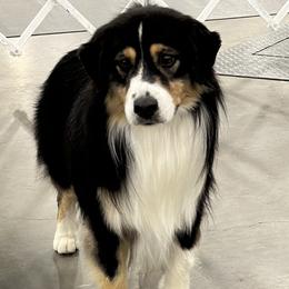 Maka - Miniature American Shepherd