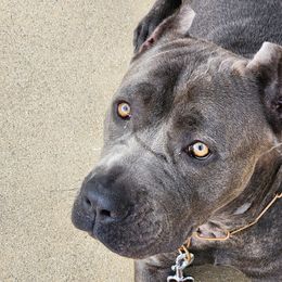 Cane Corso from Veni.Vidi.Vici. Cani Corsi