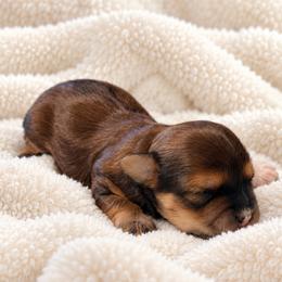 Cooper - Brown male Maltipoo puppy in Ashville, Alabama from LMC Pups