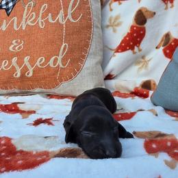 Black beauty - Black female Dachshund puppy in West Plains, Missouri from Spring Creek Dachshunds
