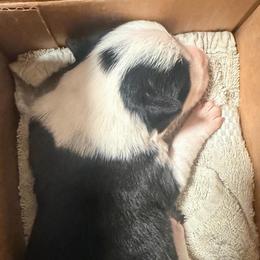 Blossom - Black and white female Border Collie puppy in Lebanon, Oregon from Cahill’s Canines