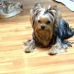  - Yorkshire Terrier