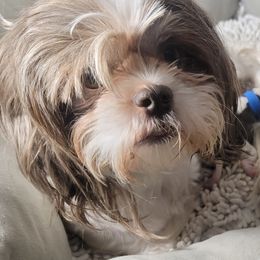 Shih Tzu puppies from Shih Tzu Cottage