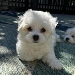 Champ - White male Maltese puppy in Grottoes, Virginia from Wendy’s Maltese & Cavamalts of Virginia