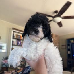 Maple - Black and white female Cavapoo puppy in Sun City, Arizona from AZ Cavapoos