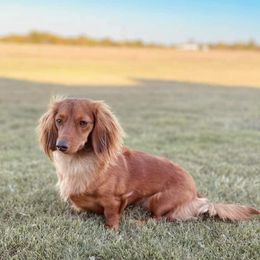 Oakley - Dachshund