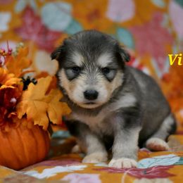 Virgo - Seal and white female Alaskan Malamute puppy in Kingston, Tennessee from North Shore Alaskan Malamutes