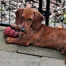Tigger - Dachshund