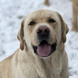 Labrador Retrievers from Grand Oaks Labradors