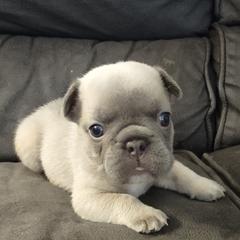 French Bulldog Puppies from Tamra Newswanger