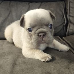 French Bulldog Puppies from Tamra Newswanger