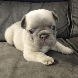 French Bulldog Puppies from Tamra Newswanger