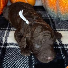 Charlie Brown - Chocolate male Goldendoodle puppy in Hobbs, New Mexico from Penny Doodles