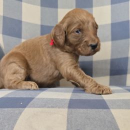 Wyatt - Red  male Goldendoodle puppy in Galt, Missouri from Only Doodles!