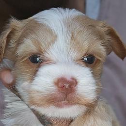 Aurora - Parti female Yorkshire Terrier puppy in Atlanta, Georgia from Royal Beauties Yorkies of Atlanta