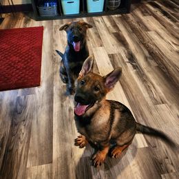 German Shepherd Puppies from Royalty German Shepherds