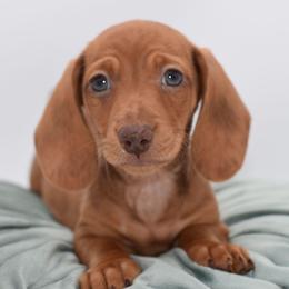 Beau AKC - Dapple male Dachshund puppy in Coweta, Oklahoma from Sunnyside Dachshunds