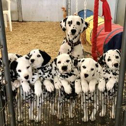 Dalmatian puppies from Gateway Farm Dalmatians