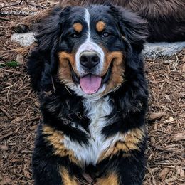 Bernedoodles and Bernese Mountain Dogs from Western Skies Kennels