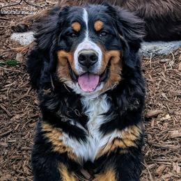 Bernedoodles and Bernese Mountain Dogs from Western Skies Kennels