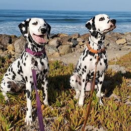 Border Terriers and Dalmatians from Undeniable Dalmatians & Border Terriers