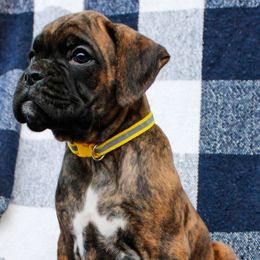Pup 5 Autumn - Brindle female Boxer puppy in Perry, Michigan from Boxer Boulevard